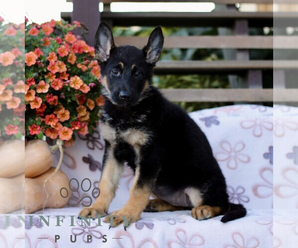 Medium Photo #1 German Shepherd Dog Puppy For Sale in LANCASTER, PA, USA