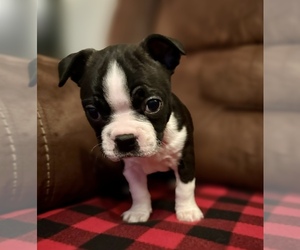 Boston Terrier Puppy for sale in WASHBURN, MO, USA