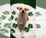 Small Photo #1 Chihuahua-Unknown Mix Puppy For Sale in Mukwonago, WI, USA