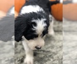 Small Photo #5 Sheepadoodle Puppy For Sale in NATURAL BRG, VA, USA