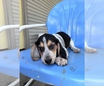 Small #8 Beagle