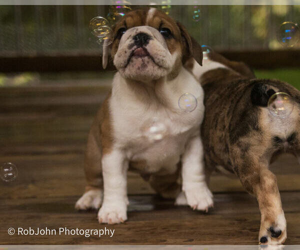 Medium Photo #2 Bulldog Puppy For Sale in STRAFFORD, MO, USA