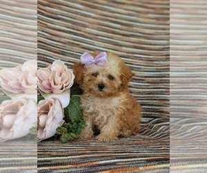 Poodle (Toy) Puppy for sale in OXFORD, PA, USA