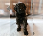 Small Photo #6 Shepadoodle Puppy For Sale in COMMERCE, GA, USA