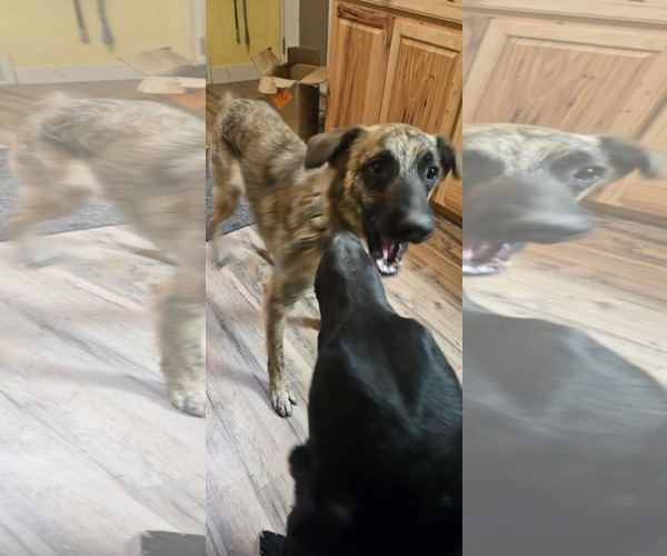 Medium Photo #14 Mutt Puppy For Sale in Sandy, UT, USA