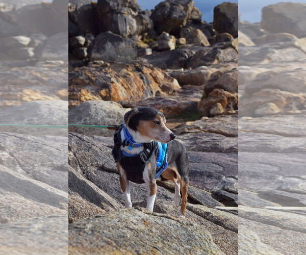 Medium Photo #2 Beagle-Unknown Mix Puppy For Sale in Apple Valley, CA, USA