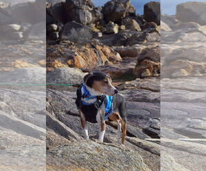 Cruiser-Tiny cutie - Male Beagle-Unknown Mix Dog for Adoption - Photo #2