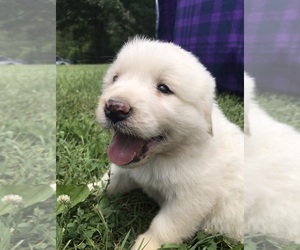 Great Pyrenees Puppy for sale in HAYMAKERTOWN, VA, USA