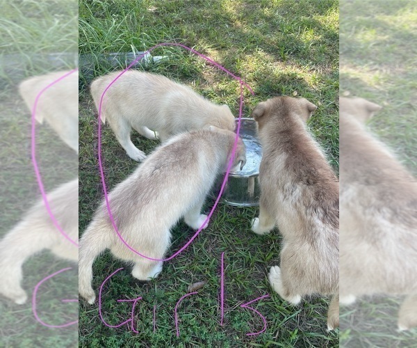 Medium Photo #9 Siberian Husky Puppy For Sale in HILLISTER, TX, USA