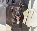 Small #2 Labrador Retriever Mix