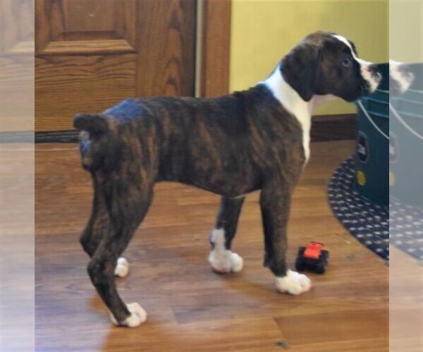Medium Photo #10 Boxer Puppy For Sale in SENECA, KS, USA