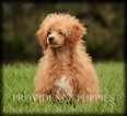 Small Photo #41 Poodle (Miniature) Puppy For Sale in COPPOCK, IA, USA