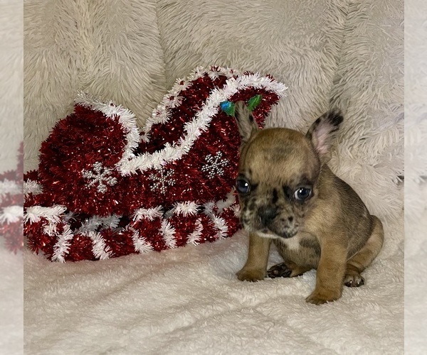 Medium Photo #3 French Bulldog Puppy For Sale in DECATUR, IL, USA