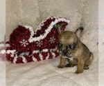 Small #2 French Bulldog