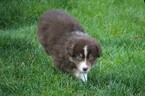 Small Photo #10 Miniature Australian Shepherd Puppy For Sale in MOUNT VERNON, WA, USA