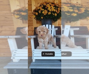 Jack-A-Poo Puppy for sale in NATHALIE, VA, USA