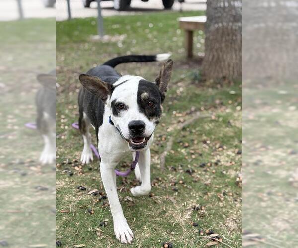 Medium Photo #1 Boxer Puppy For Sale in Sugar Land, TX, USA