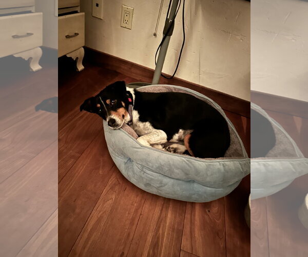 Medium Photo #5 German Shepherd Dog-Great Pyrenees Mix Puppy For Sale in Aurora, CO, USA