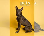 Small #3 German Shepherd Dog Mix