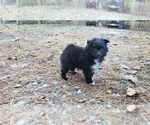 Small Photo #12 Pomeranian Puppy For Sale in DINWIDDIE, VA, USA