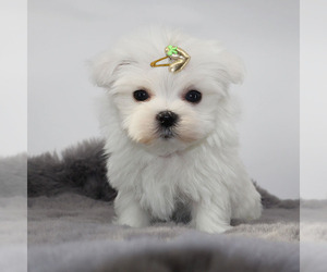 Maltese Puppy for sale in LOS ANGELES, CA, USA
