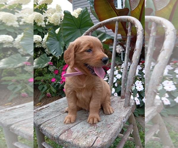 Medium Photo #47 Golden Retriever Puppy For Sale in GREENWOOD, WI, USA