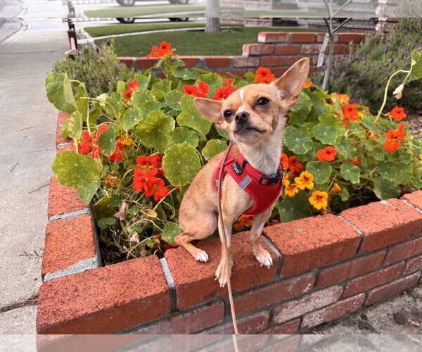 Medium Photo #3 Chihuahua Puppy For Sale in Santa Clara, CA, USA