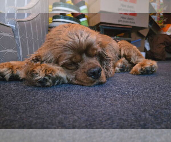 Medium Photo #1 Cocker Spaniel Puppy For Sale in Belleuve, NE, USA