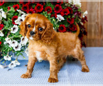 Small #1 Cavalier King Charles Spaniel