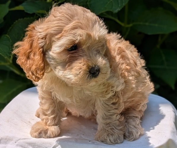 Medium Photo #5 Cavapoo Puppy For Sale in GOSHEN, IN, USA