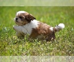 Small Photo #4 Shih Tzu Puppy For Sale in PALM COAST, FL, USA