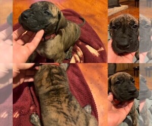 Great Dane Puppy for sale in BURLESON, TX, USA