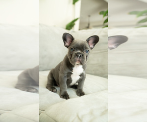 French Bulldog Puppy for Sale in BRENTWOOD, California USA