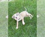 Small #1 American Pit Bull Terrier-American Staffordshire Terrier Mix