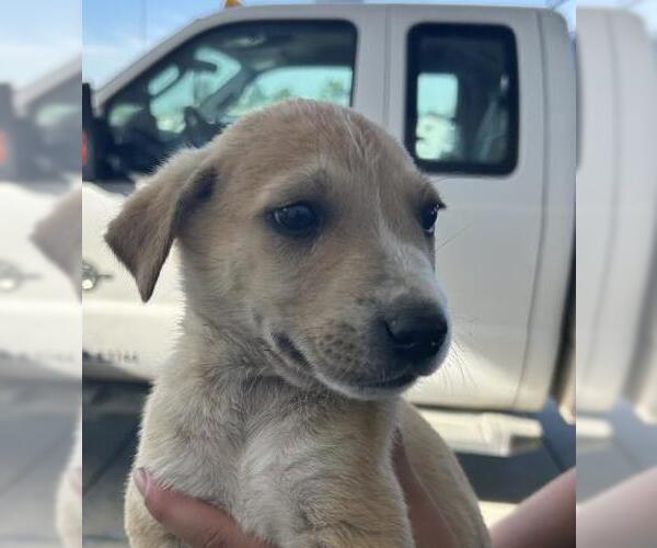 Medium Photo #1 German Shepherd Dog Puppy For Sale in Bakersfield, CA, USA