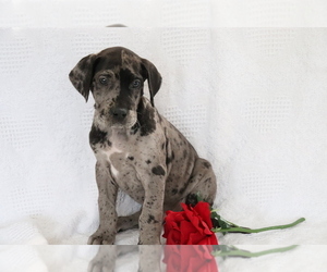 Great Dane Puppy for sale in SHILOH, OH, USA