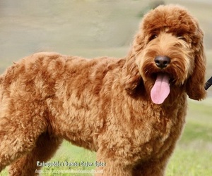 Father of the Australian Labradoodle puppies born on 03/10/2022