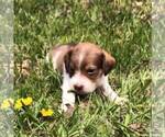 Small Photo #6 Schneagle Puppy For Sale in BURKE, SD, USA