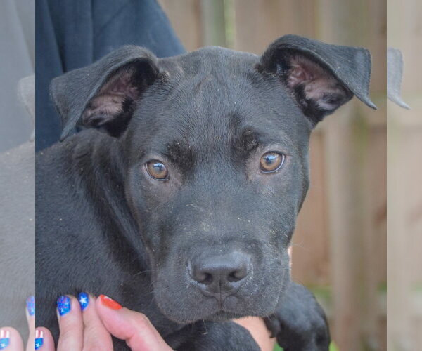 Medium Photo #4 American Bulldog-Unknown Mix Puppy For Sale in Huntley, IL, USA