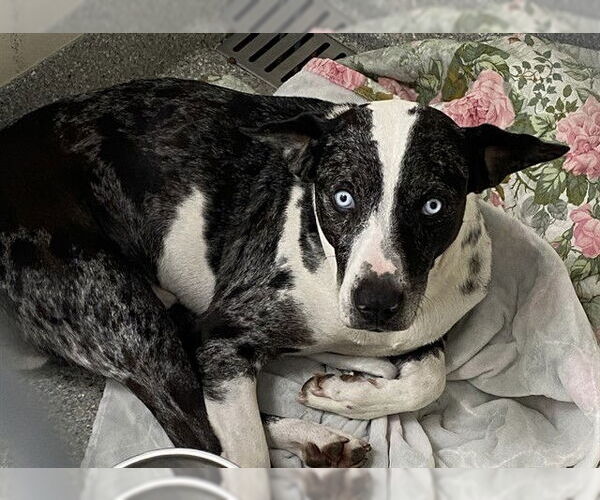 Medium Photo #1 Catahoula Leopard Dog-Unknown Mix Puppy For Sale in Pasadena, TX, USA