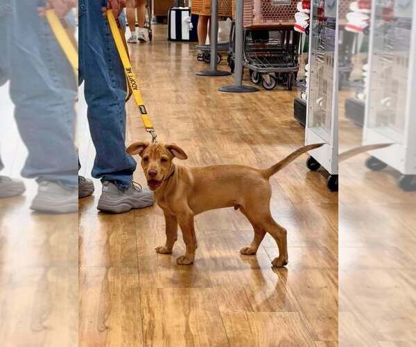 Medium Photo #18 Labrador Retriever-Unknown Mix Puppy For Sale in New York, NY, USA