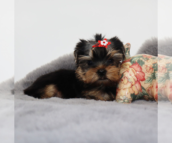 Medium Photo #3 Yorkshire Terrier Puppy For Sale in LOS ANGELES, CA, USA