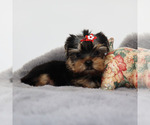 Small #2 Yorkshire Terrier