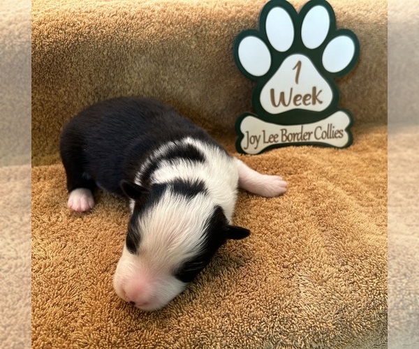 Medium Photo #1 Border Collie Puppy For Sale in GIDDINGS, TX, USA