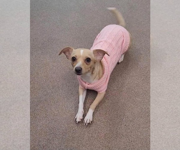 Medium Photo #3 Chihuahua-Unknown Mix Puppy For Sale in Duluth, MN, USA