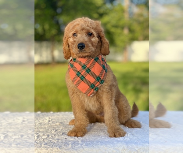 Medium Photo #8 Goldendoodle Puppy For Sale in FROSTPROOF, FL, USA