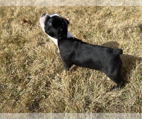 Medium Photo #21 Boston Terrier Puppy For Sale in GENOA, NE, USA