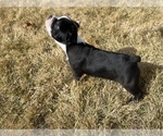 Small Photo #21 Boston Terrier Puppy For Sale in GENOA, NE, USA
