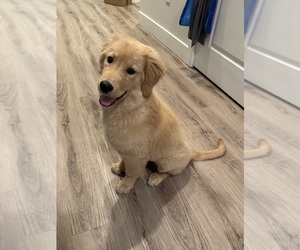 Golden Retriever Puppy for Sale in DURHAM, North Carolina USA