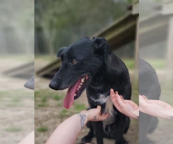 Medium Photo #9 German Shepherd Dog-Unknown Mix Puppy For Sale in Orangeburg, SC, USA